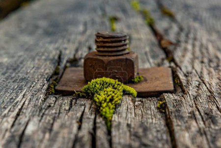 Foto de Un primer plano de musgo verde saliendo de un agujero en un banco de madera junto a un perno oxidado - Imagen libre de derechos