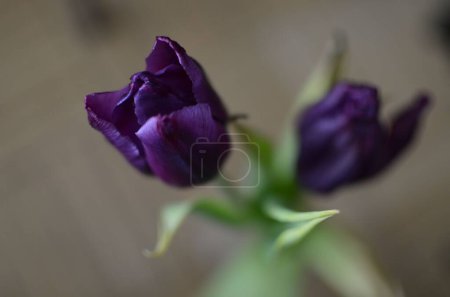 Téléchargez les photos : Gros plan d'une fleur violette avec un fond flou - en image libre de droit