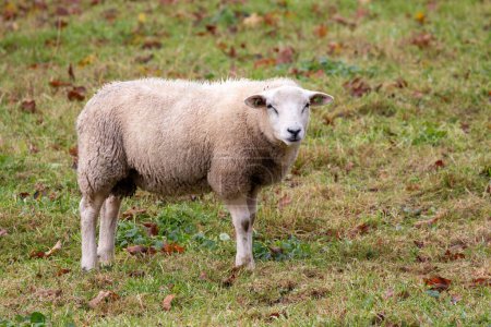Photo for A white sheep in a field in autumn. - Royalty Free Image