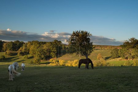Foto de Los caballos en el campo verde - Imagen libre de derechos