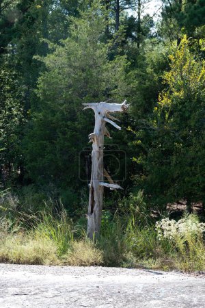 Foto de Un plano vertical del ladrillo seco del árbol en la naturaleza - Imagen libre de derechos