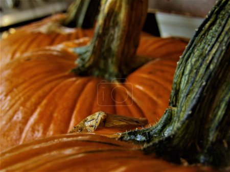 Photo for A closeup shot of an orange pumpkin - Royalty Free Image