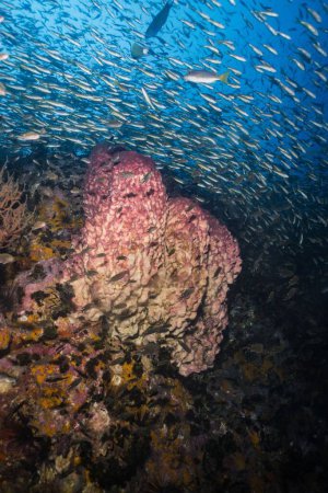 Foto de Un enorme grupo de peces de anchoa nadando en un mar azul profundo cubierto de arrecifes - Imagen libre de derechos
