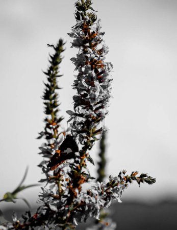 Téléchargez les photos : Plan vertical d'un beau papillon sur une plante à fleurs - en image libre de droit