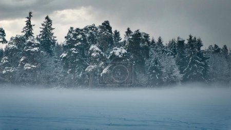 Photo for A dense forest of thick trees surrounded by a thin mist in a snowy field on a cold winter day - Royalty Free Image