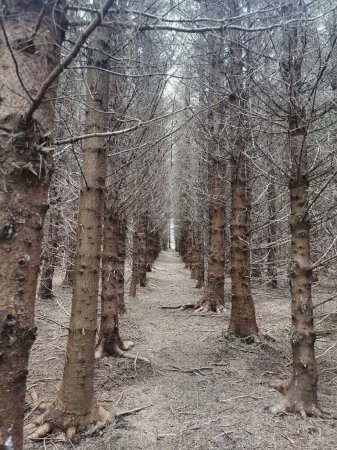 Foto de Una hermosa vista de árboles nevados en el bosque - Imagen libre de derechos