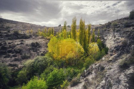 Téléchargez les photos : Les belles plantes jaunes et vertes poussant entre les terres brûlées et arides dans la campagne - en image libre de droit