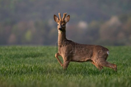 A selective focus on a roe deer found grazing in an open field in the countryside