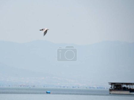 Foto de Una gaviota volando en el cielo sobre el mar - Imagen libre de derechos
