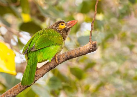 Photo for A Brown-headed Barbet perched on a tree branch - Royalty Free Image