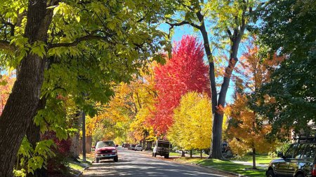 Foto de Una vista natural de los árboles otoñales sobre la carretera Washington Park en Denver, EE.UU. - Imagen libre de derechos