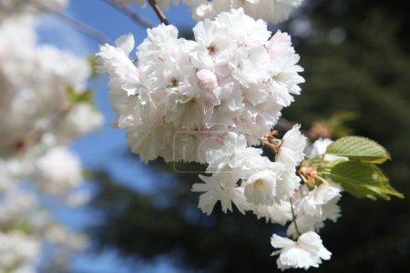 Foto de Un primer plano de flores en flor de cerezo blanco en una rama - Imagen libre de derechos