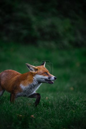 Téléchargez les photos : Vue latérale verticale d'un renard roux affamé à la recherche de proies dans la forêt verte - en image libre de droit