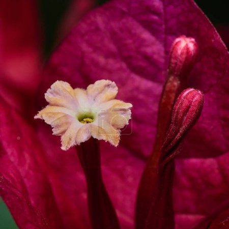 Foto de Un primer plano de una flor de cuatro relojes sobre un fondo de hoja rosa - Imagen libre de derechos