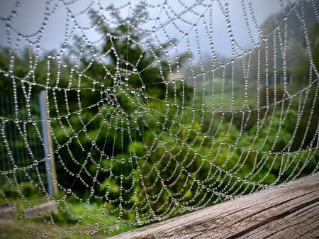 Foto de Una macro toma de una tela de araña húmeda. - Imagen libre de derechos