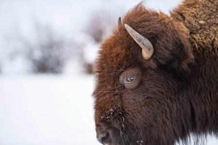 Photo for A closeup of the side profile of a Plains bison, captured in a snow-covered pasture in winter - Royalty Free Image