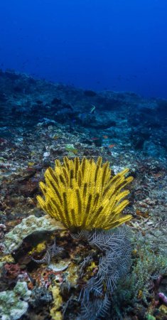 Foto de Un disparo vertical de una estrella desvanecida amarilla sentada en el mar azul profundo sobre el coral del arrecife - Imagen libre de derechos