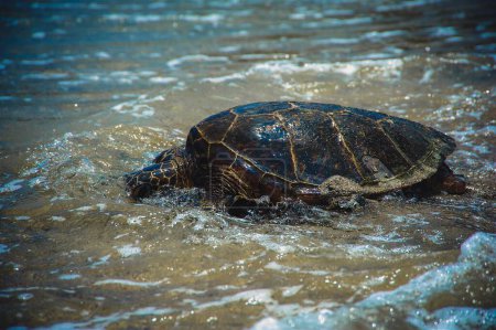 Téléchargez les photos : Gros plan d'une tortue rampant vers l'eau sur la plage par temps ensoleillé - en image libre de droit