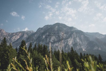 Téléchargez les photos : Une forêt de pins devant les montagnes avec un ciel bleu nuageux en arrière-plan - en image libre de droit
