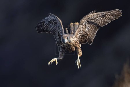 Foto de Un primer plano de un halcón peregrino durante el vuelo. Falco peregrinus. - Imagen libre de derechos