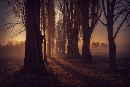 Téléchargez les photos : Ruelle avec des arbres le matin en Autriche - en image libre de droit