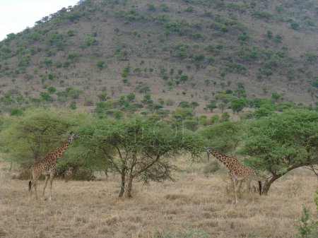 Photo for Beautiful shot of Maasai giraffe ( Giraffe tippelskirchi ) near an acacia tree in Serengeti National park, Tanzania, Africa - Royalty Free Image