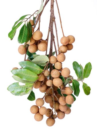 Photo for A closeup of a branch with leaves and longan fruits hanging from it isolated on a white background - Royalty Free Image