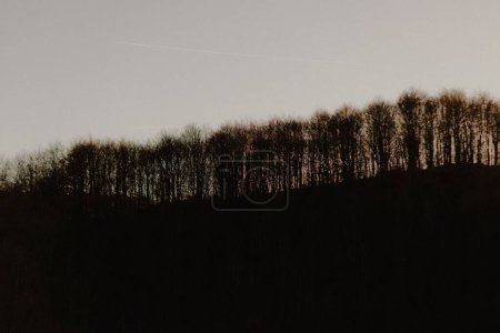 Foto de Un ángulo bajo de siluetas de árboles en una colina con el cielo despejado al sol en el fondo - Imagen libre de derechos