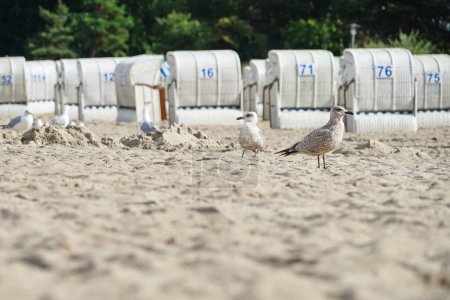 Photo for A selective focus shot of seagulls standing on the beach on  a sunny day in Travemunde - Royalty Free Image