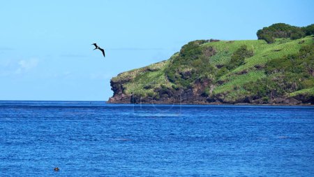 Téléchargez les photos : Une belle photo d'un oiseau volant au-dessus de l'eau de mer près d'un rivage rocheux - en image libre de droit