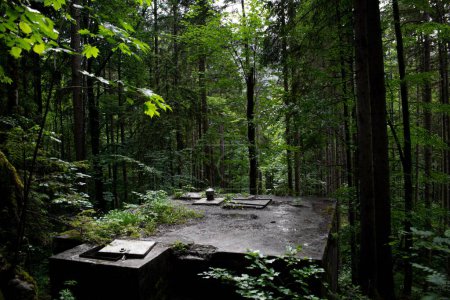 Téléchargez les photos : Un paysage d'arbres verts de forêt de Konigssee avec la lumière du soleil à Bavarian Apls, Allemagne - en image libre de droit