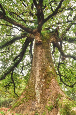 Foto de Un disparo vertical de un gran árbol cubierto de musgo en un bosque - Imagen libre de derechos