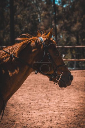 Foto de Un disparo vertical de un hermoso caballo marrón con un collar en un establo - Imagen libre de derechos