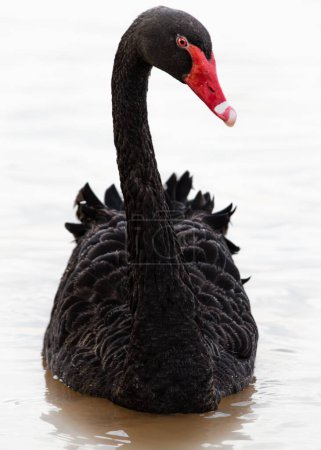 Photo for A vertical closeup of a beautiful black swan. Cygnus atratus. - Royalty Free Image