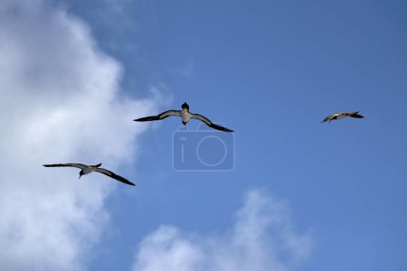 Téléchargez les photos : Les seins bruns volent contre un ciel bleu avec des nuages. - en image libre de droit