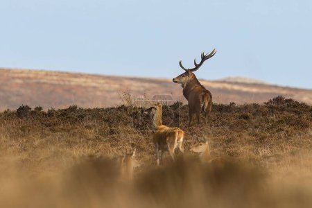 Photo for A huge male and female red deer on Exmoor during the annual mating season - Royalty Free Image