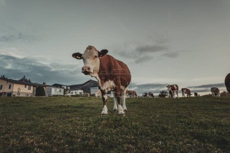 Foto de Vaca mirando y de pie en una granja en austria - Imagen libre de derechos