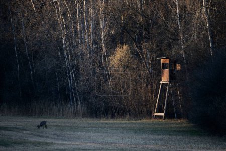 Foto de Un pequeño ciervo negro pastando en un campo cerca del río Isar en Moos, Baviera, Alemania - Imagen libre de derechos