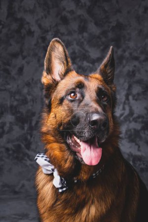 Photo for A vertical portrait of Old German Shepherd Dog with the tongue out and cute bow tie - Royalty Free Image