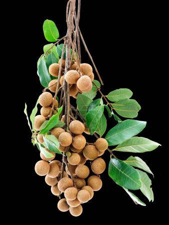 Photo for A ripe cluster of longan fruit with green leaves isolated on black background, vertical shot - Royalty Free Image