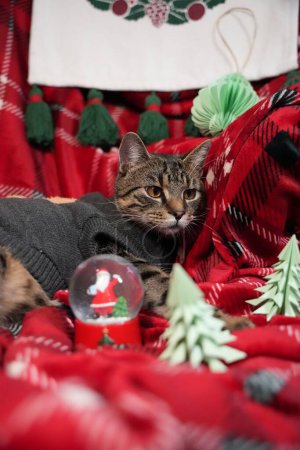 Foto de Un lindo gato rayado con una camisa gris con diseño de fondo navideño - Imagen libre de derechos