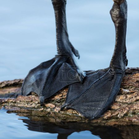 Foto de Un primer plano de los pies de aves acuáticas en un tronco. - Imagen libre de derechos