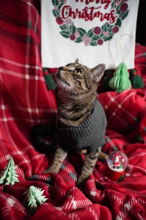 Foto de Un lindo gato rayado con una camisa gris con diseño de fondo navideño - Imagen libre de derechos