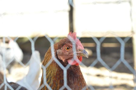Foto de Un primer plano de pollos en una granja detrás de una valla de malla metálica - Imagen libre de derechos