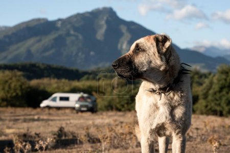 Photo for The Central Asian Shepherd Dog standing in the wild with mountains in the background - Royalty Free Image