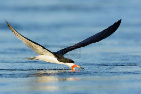 A closeup of an African skimmer flying above the water's surface. Rynchops flavirostris.