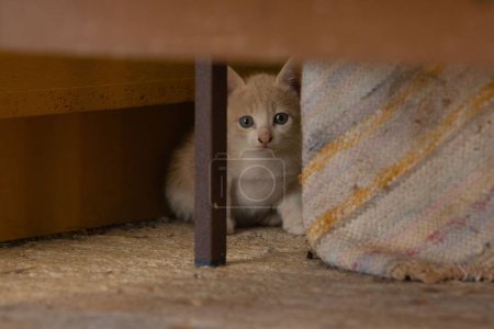 Téléchargez les photos : Un petit chaton aux yeux verts regardant la caméra - en image libre de droit