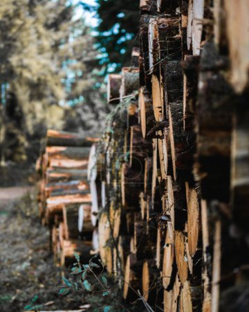 Foto de Una vista de montones de troncos apilados en un bosque - Imagen libre de derechos