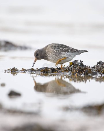 Foto de Un primer plano de pájaro de la arena del mar en busca de comida en el lago rocoso - Imagen libre de derechos