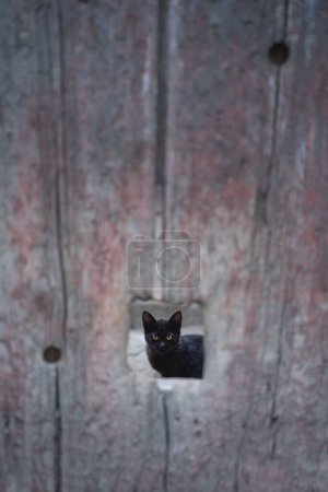 Foto de Un disparo vertical de un gato negro visto a través de un agujero en un panel de madera - Imagen libre de derechos